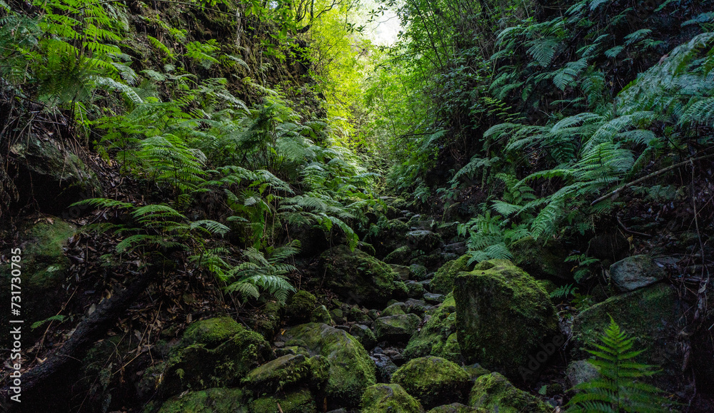 Αυτοκόλλητο The deep tropical jungle of Madeira Island on the way to the hidden waterfall