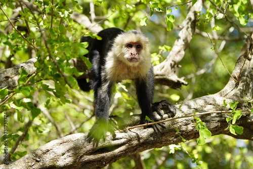 The Panamanian white-faced capuchin (Cebus imitator), also known as the Panamanian white-headed capuchin or Central American white-faced capuchin. Costa Rica.