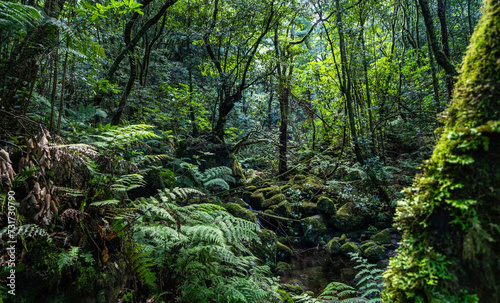 The deep tropical jungle of Madeira Island on the way to the hidden waterfall. © Blackbookphoto