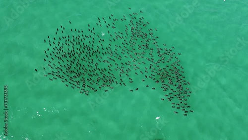 Drone shot over a huge flock of birds swimming in the tourquise sea on a summer day photo