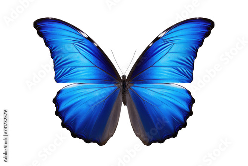 The Beauty of Blue Butterflies Isolated On Transparent Background