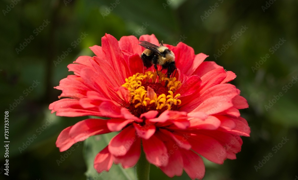 Obraz premium Macro shot of a bumblebee pollinating a bright red flower