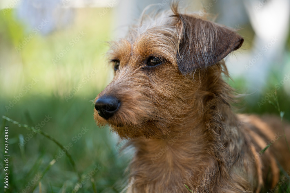 Chiot Teckel dans l'herbe, portrait Chiot Teckel dans l'herbe, portrait