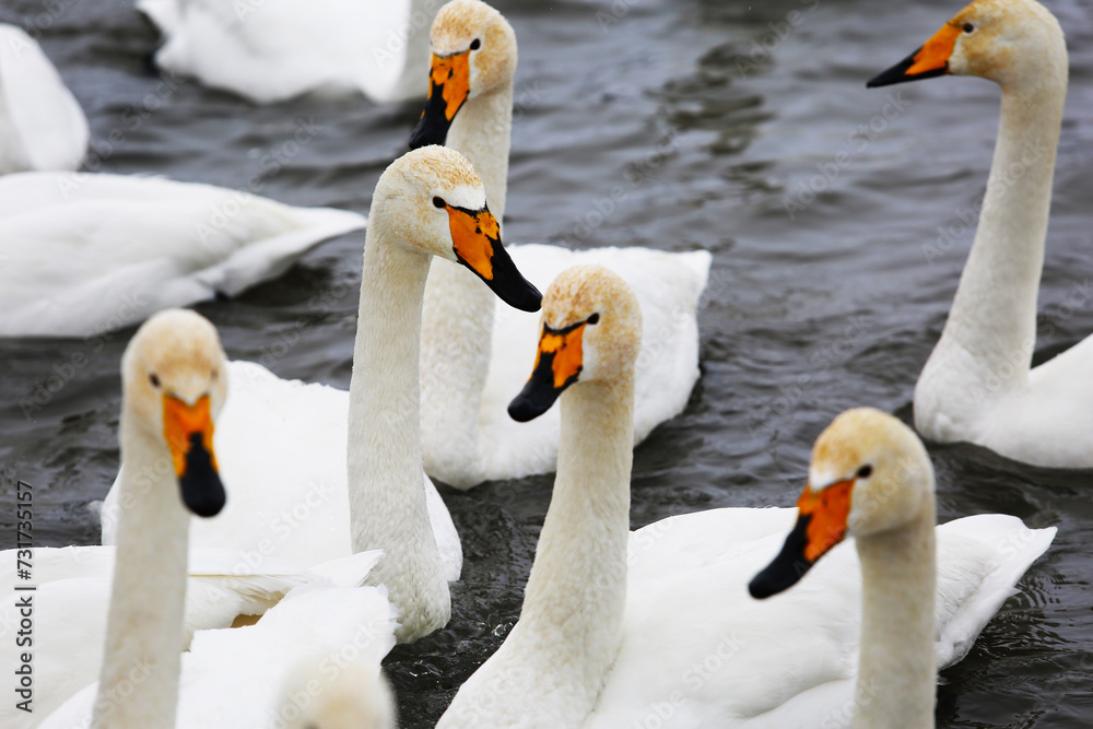 Obraz premium White swans close up