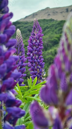 Vibrant landscape of purple lupin flowers in full bloom against a backdrop of lush green foliage