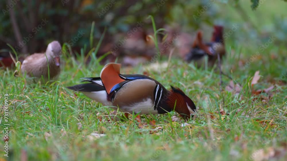 duck in the grass looking for something duck in the grass looking for something