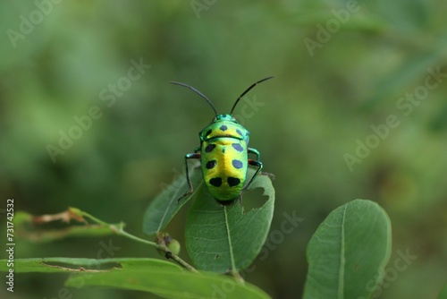 Vibrant green beetle on a lush green leaf, its antennae and legs gently swaying in the breeze