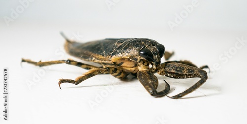 Adult Giant Water Bug isolated on a white backdrop