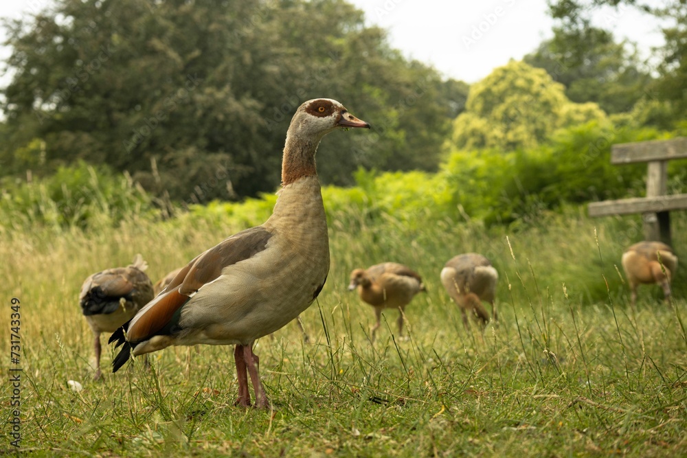 Group of Egyptian geese in a green grassy meadow. Group of Egyptian geese in a green grassy meadow.
