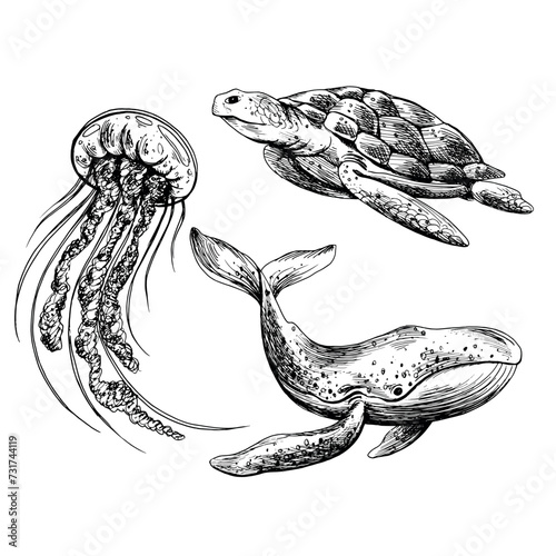 Underwater world clipart with sea animals whale, turtle, jellyfish. Graphic illustration hand drawn in black ink. A set of isolated elements EPS vector