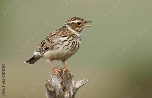 Принти на полотні Solitary wood lark perched on a thin tree branch in a rural landscape