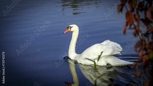 a white swan swimming in the water with a red beak
