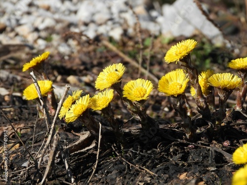 Closeup of a group of yellow wildflowers growing in an arid landscape in the forest