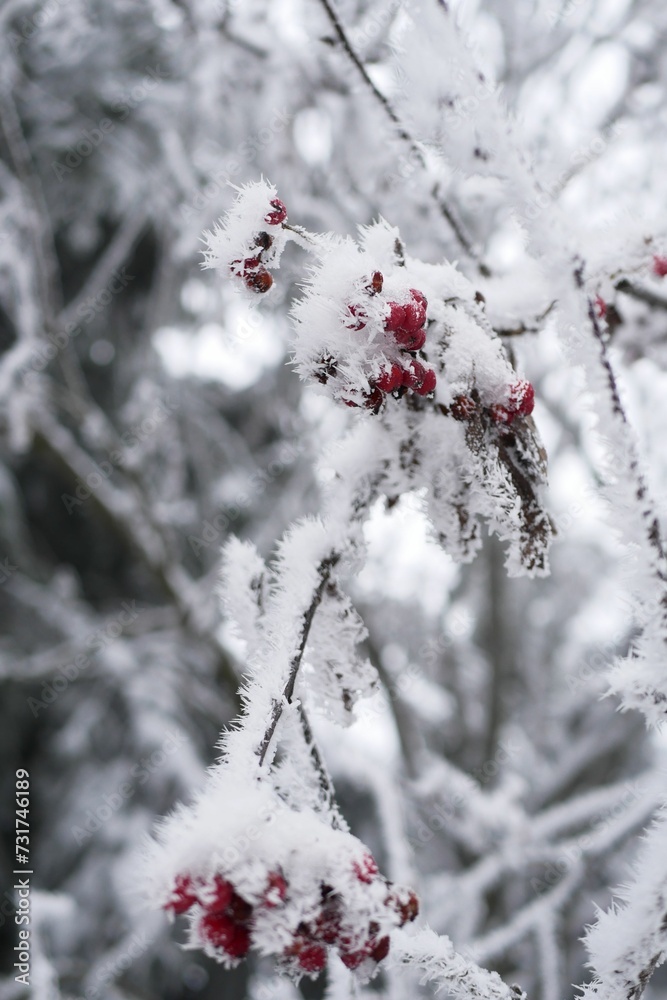 Winter tree with snow-covered branches and bright red berries, situated outdoors in natural setting Winter tree with snow-covered branches and bright red berries, situated outdoors in natural setting