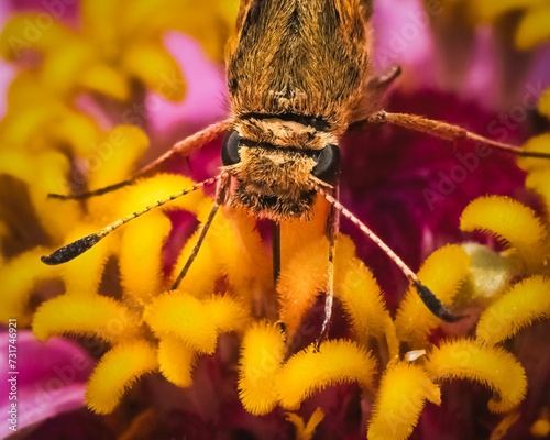 Macro of a Peck's skipper Butterfly (Polites peckius) feeding on a pink zinnia flower. photo