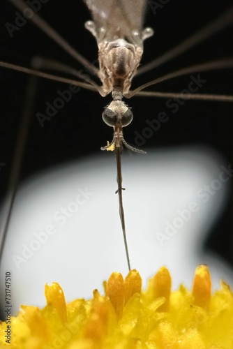 Close up of a Tipulidae Crane Fly using its long proboscis tongue to drink from a flower. photo