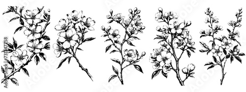 Sakura graphic flower branch black white isolated sketch set illustration vector