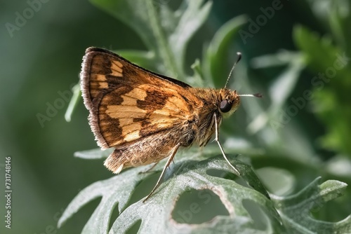 Macro of Peck's Skipper Butterfly resting on a green leaf