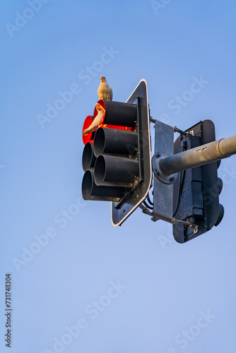 Long Billed Corellas sitting on an overhead traffic light against a clear blue sky