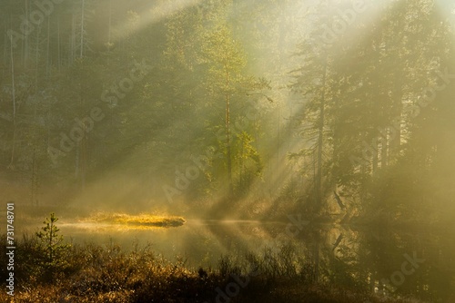 the sun shines through the fogy trees on the lake