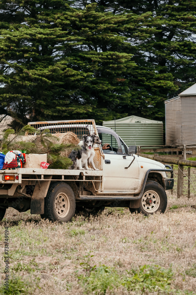 Farm Ute loaded with working dogs and Christmas necessities. Farm Ute loaded with working dogs and Christmas necessities.