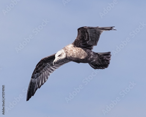 Action scene of a Ring-billed Seagull (Larus delawarensis) flying over Setauket Harbor, New York. photo