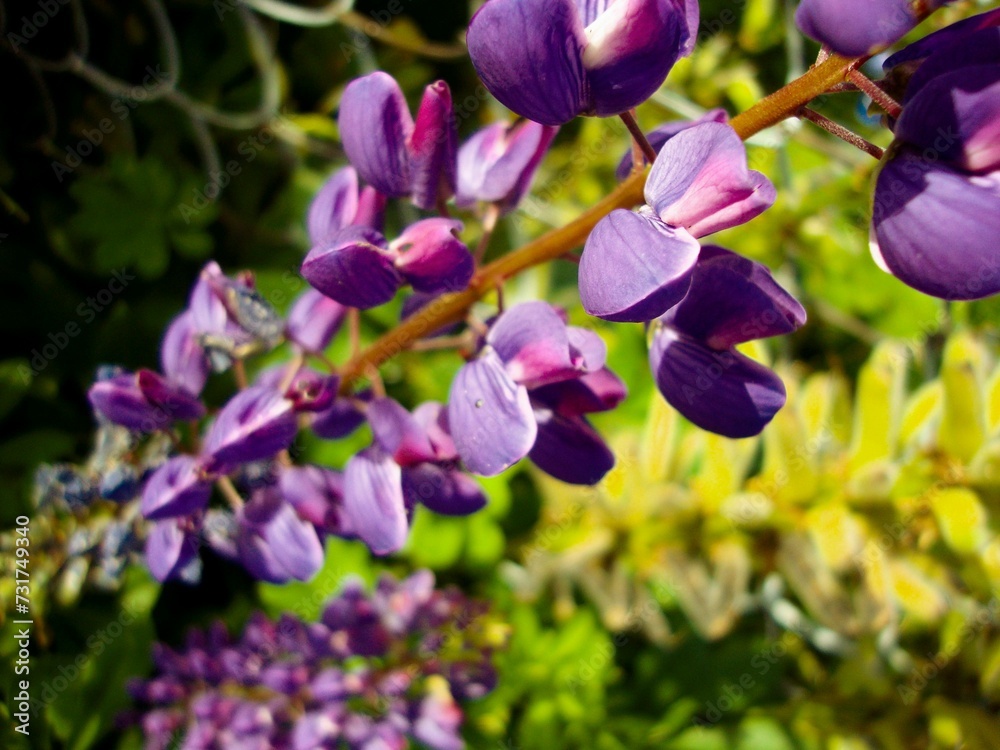 Fototapeta premium Wild purple flowers on the fence