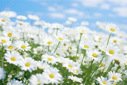 Chamomile flowers in the grass © Lubos Chlubny