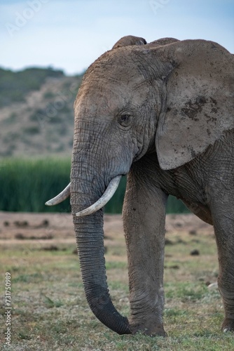 African elephant stands in a vast grassy field.