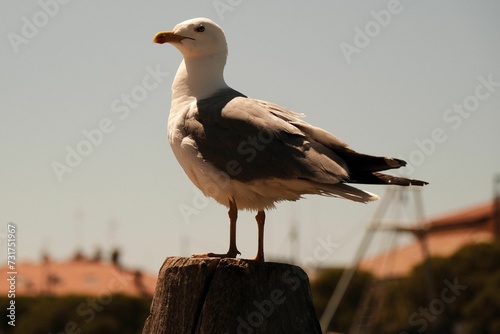 Obraz na plátne Seagull in beautiful caorle italy