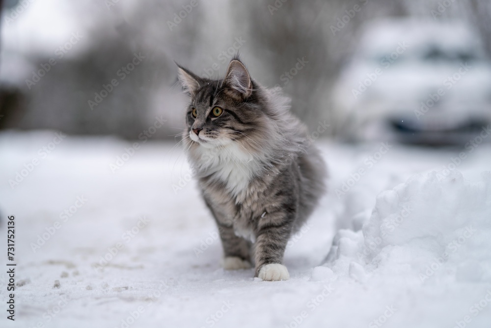 Adorable white and gray tabby cat walking on a wintery landscape Adorable white and gray tabby cat walking on a wintery landscape
