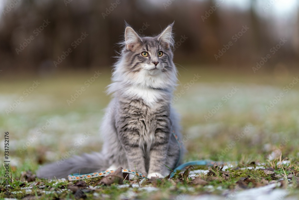 Domestic short-haired gray and white cat sitting on the grass outdoors