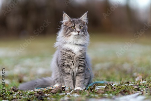 Domestic short-haired gray and white cat sitting on the grass outdoors © Wirestock