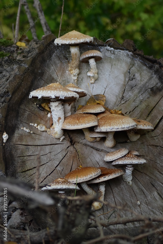 Fototapeta premium Vertical shot of pholiota squarrosa growing on a tree in a forest