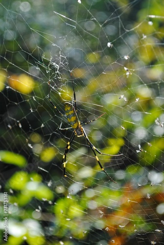 Closeup of a spider waiting for prey on the cobweb