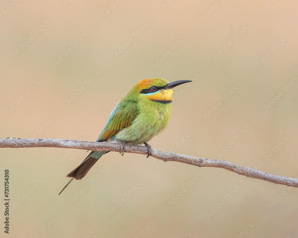 Rainbow Bee-eater (Merops ornatus) perched on a branch in early morning light Rainbow Bee-eater (Merops ornatus) perched on a branch in early morning light