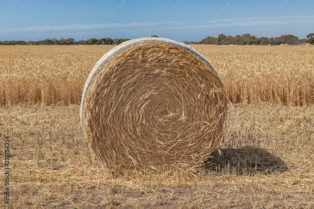 Mature wheat field with a round haybale in the harvested foreground Mature wheat field with a round haybale in the harvested foreground