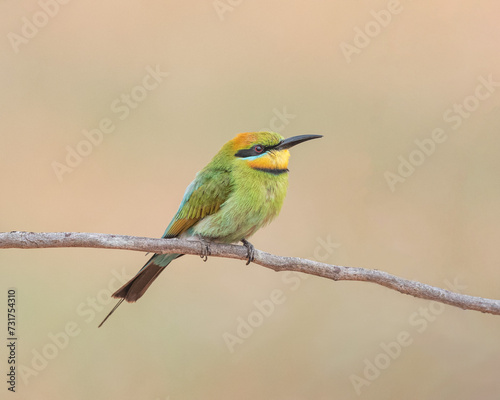 Rainbow Bee-eater (Merops ornatus) perched on a branch in early morning light photo