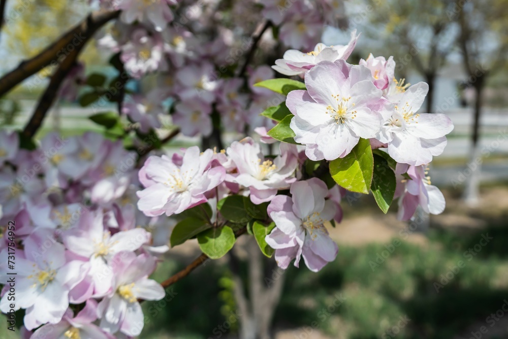 Obraz premium Closeup shot of a cluster of white and pink flowers growing in the shade of a tree.