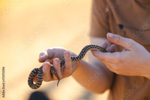 Close up of child's hands holding pet Children's Python snake photo