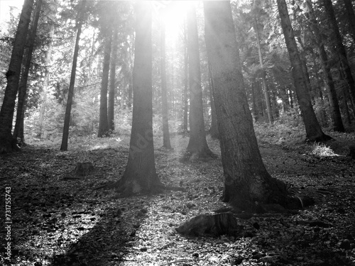 Grayscale shot of a sunbeam shining through a cluster of trees in a forest