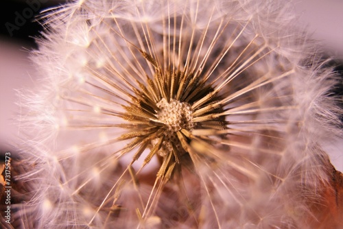 a person holding a dandelion plant with its seeds spinning around