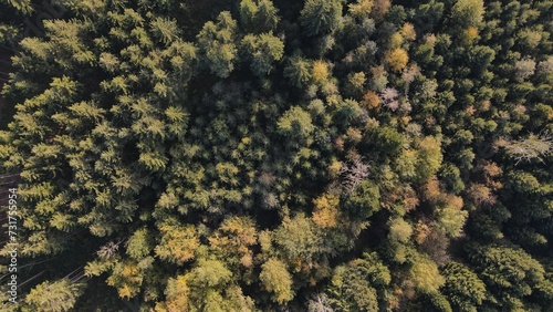 Aerial shot of lush green trees in a forest.