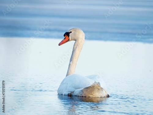 Fototapeta Naklejka Na Ścianę i Meble -  Majestic white swan swimming on a tranquil lake on a sunny day