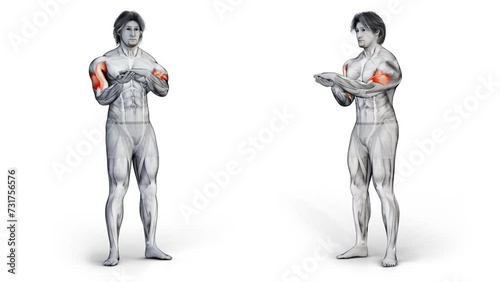 3d rendered animation of a warmup workout for biceps photo