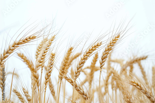 Wheat on white background. Wheat crop close-up