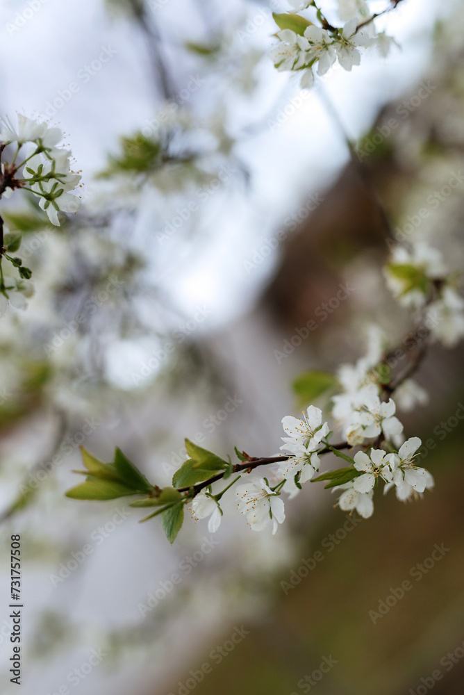 branches of a flowering tree close-up branches of a flowering tree close-up
