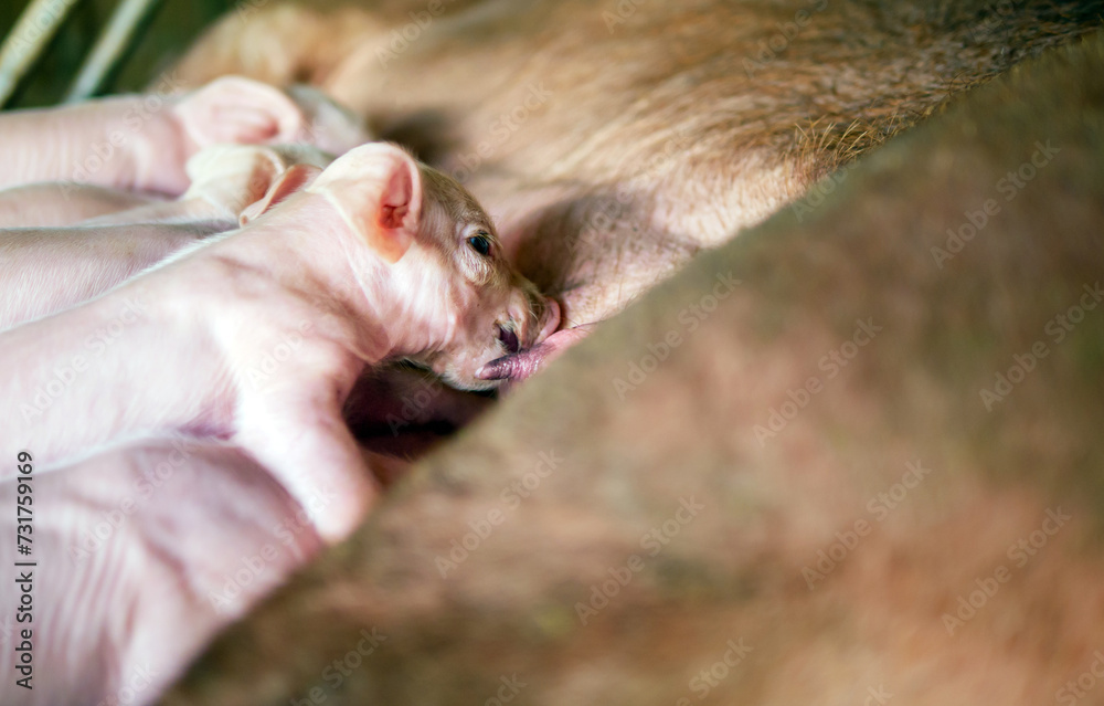 Close-up of Small masses piglet drinking milk from breast in the farm,A week-old newborn piglet is suckling from its mother in pig farm Close-up of Small masses piglet drinking milk from breast in the farm,A week-old newborn piglet is suckling from its mother in pig farm