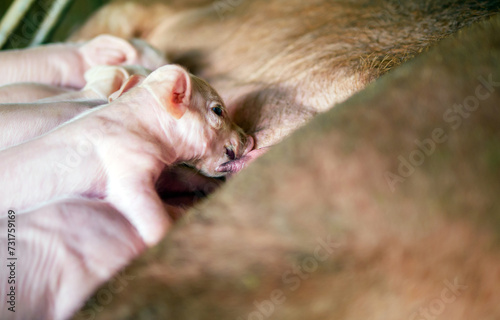 Close-up of Small masses piglet drinking milk from breast in the farm,A week-old newborn piglet is suckling from its mother in pig farm