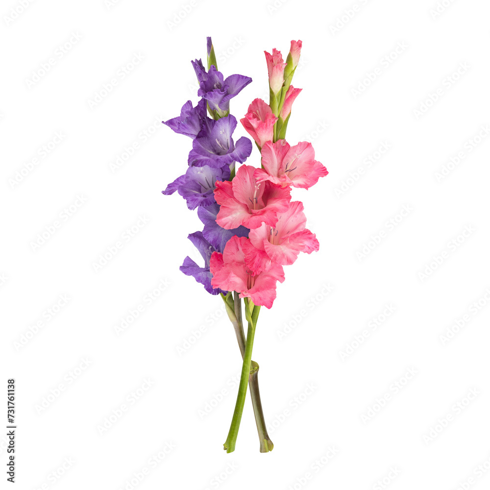 Pink purple gladiolus flower stems isolated on transparent background